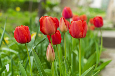 Lot of red and yellow tulips in garden on early spring day. selective focus