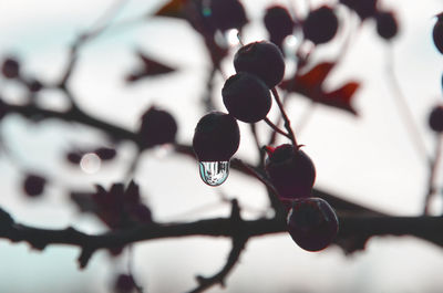 Close-up low angle view of berries on tree