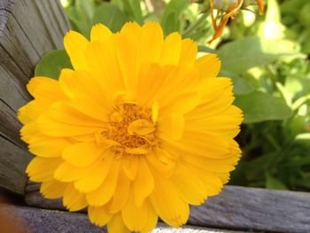 Close-up of yellow flower