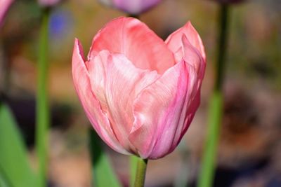 Close-up of pink rose