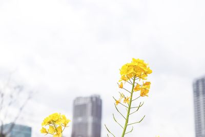 Close-up of yellow flowers against sky