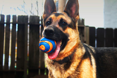 Close-up of dog with toy in yard