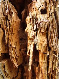 Close-up of tree trunk