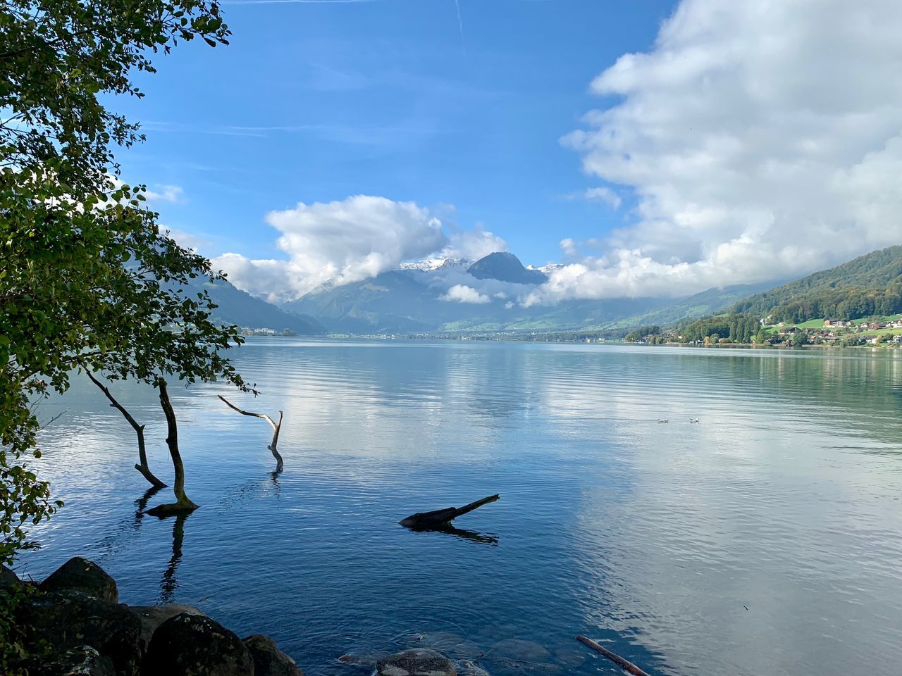 VIEW OF BIRDS IN LAKE