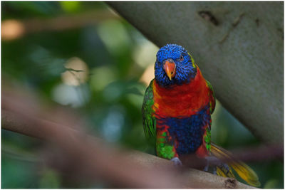 Close-up of parrot perching on branch