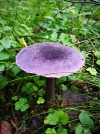 Close-up of purple mushroom