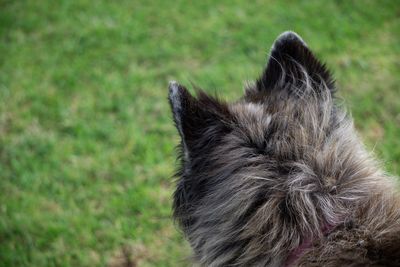 Close-up of a dog looking away