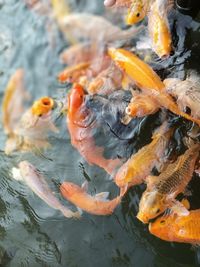 High angle view of koi carps swimming in pond