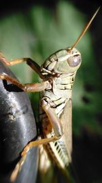 Close-up of insect on leaf