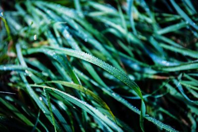 Close-up of water drops on grass