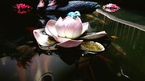 Close-up of lotus water lily in pond