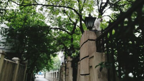 Low angle view of trees