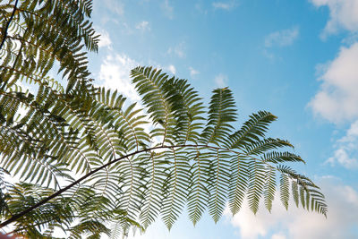 Low angle view of palm leaves against sky
