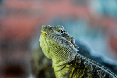 Close-up of a lizard