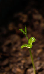 Close-up of small plant growing on field