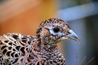 Ringneck pheasant