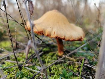 Close-up of mushroom on field