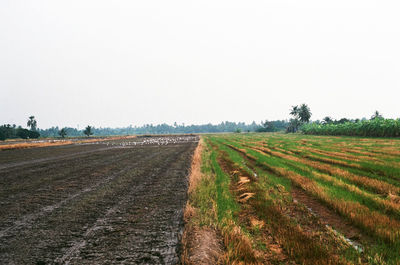 Scenic view of agricultural field against clear sky