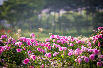 Close-up of pink flowers blooming outdoors