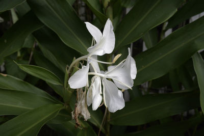 Close-up of white flowers blooming outdoors