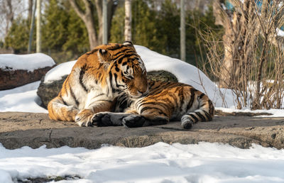 Cat lying in a zoo