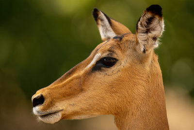 Close-up of female common impala in profile