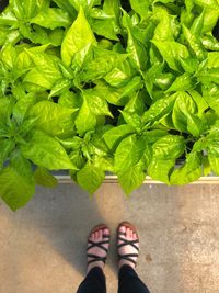 Low section of woman standing by plants