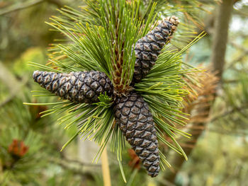 Arrangement of three cones on the branch of a bosnian pine tree, pinus heldreichii