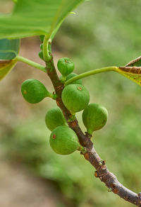 Close-up of berries growing on tree
