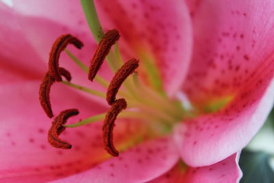 Close-up of pink flower