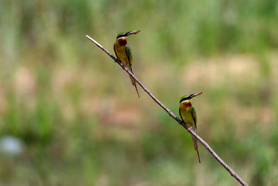 Close-up of bird perching on twig