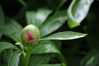 Close-up of raindrops on plant