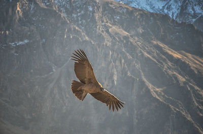 Bird flying over a mountain