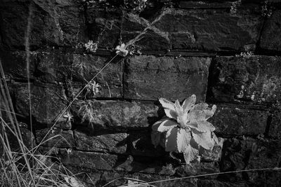 Plant growing on wall