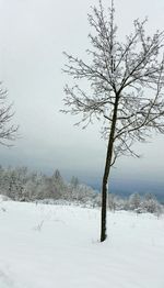 Bare trees on snow covered landscape