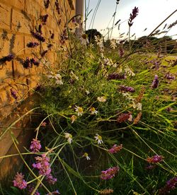 Close-up of plants growing on field against sky