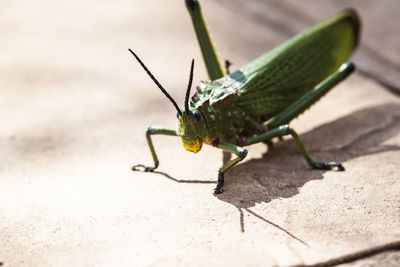 Close-up of insect on leaf