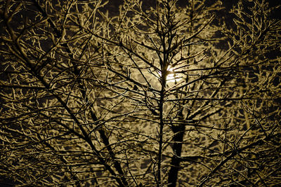 Low angle view of bare trees against sky at night