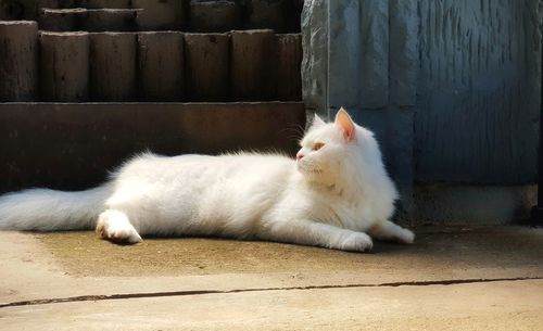 cat