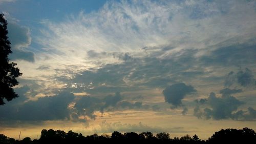 Low angle view of trees against sky