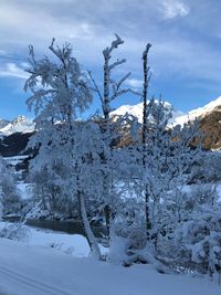 Trees on snow covered land against sky