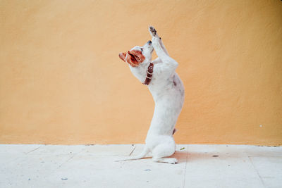 Full length of cat standing against white wall