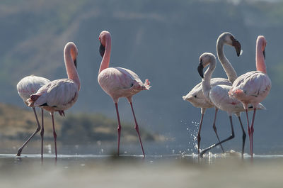 View of birds in lake