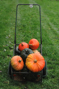 High angle view of pumpkins on field