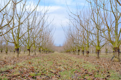 Bare trees in farm against sky