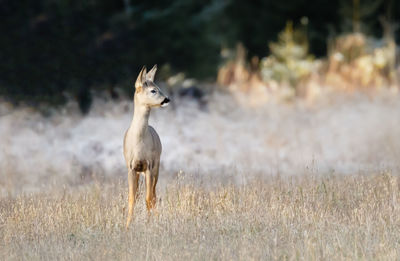 Squirrel standing on field