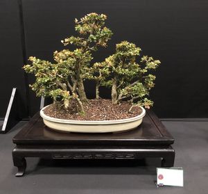 Close-up of small potted plant on table