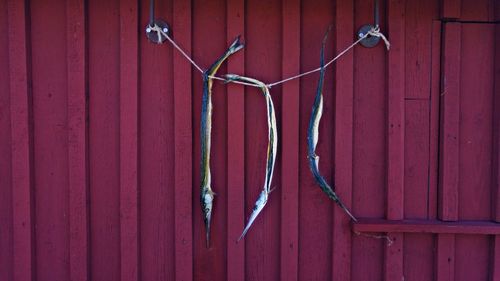 Dry fish hanging by wall