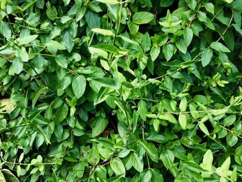 Full frame shot of green leaves