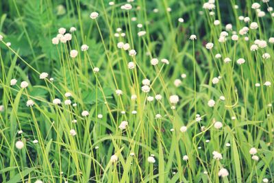 Close-up of plants growing in field